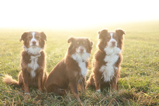 Three Australian Shepherds in golden hour light