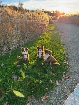 Three Dogs Sitting in Sunset Grass Field