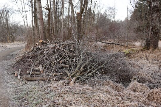 Large Brush Pile of Cut Branches and Twigs in Winter Forest