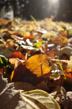 Sunlight through autumn leaves on the ground