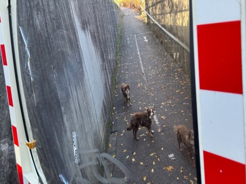 Three Dogs on Alleyway with Fallen Leaves