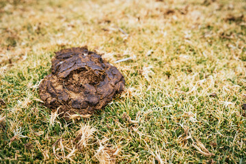 Fototapeta premium Cow dung in the foreground in a yellow, dead pasture illuminated by natural light