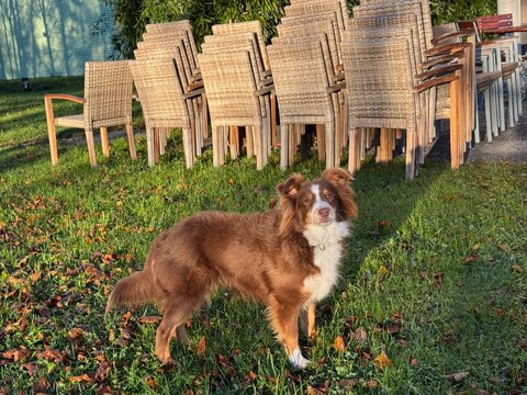 Charming Australian Shepherd in Autumn Grass with Stacked Chairs