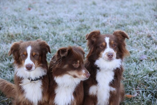 Three Australian Shepherds in Frosted Winter Landscape