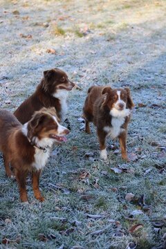Two Playful Australian Shepherds on Frosty Grass