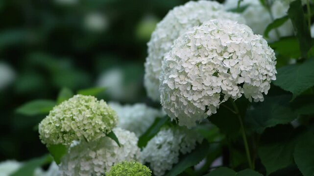  Tokyo,Japan - June 7, 2026: Closeup of Annabelle or white hydrangea flower