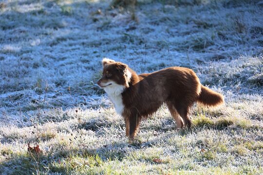 Dog standing calmly on a frosty winter lawn