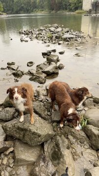 Four dogs on a rocky river bank