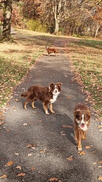 Three australian shepherd dogs in autumn park