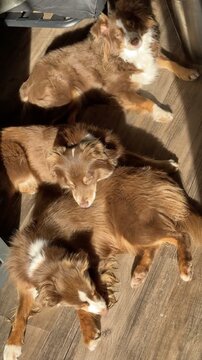 Beautiful dogs are having fun