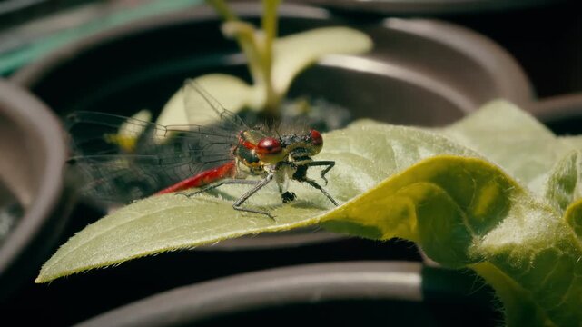 Crimson red damsel fly resting macro close up stock footage