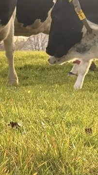 Baby cow is grazing in a field with its mother