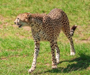  African cheetah in serengeti national park © Malik