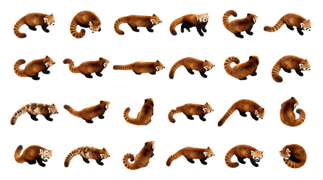 Collection of Cute Red Pandas in Various Playful Poses on a Transparent Background
