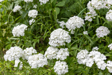 Fototapeta premium Colorful wild Sweet William flowers blooming in summer meadow
