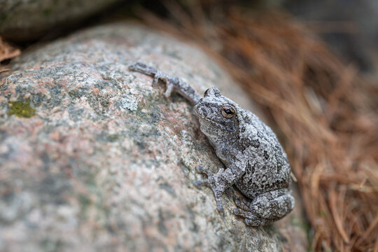 Gray Tree Frog perched on natural perch