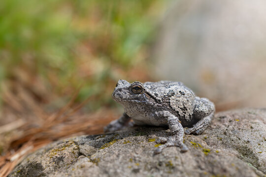 Gray Tree Frog perched on natural perch