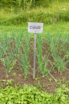 Growing onions with label Cibula in Zuberec garden