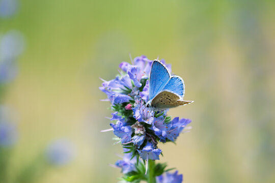 Polyommatus icarus blue butterfly on a blue flower of viper's bugloss or blueweed