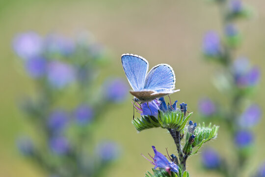 Polyommatus icarus blue butterfly on a blue flower of viper's bugloss or blueweed