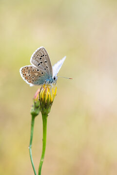 Polyommatus icarus, common blue butterfly in the nature. Shallow depth of field with blur background