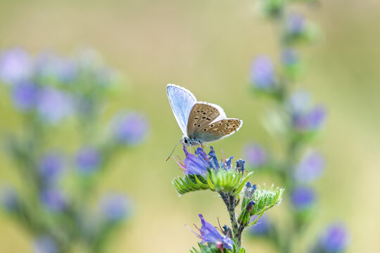 Polyommatus icarus blue butterfly on a blue flower of viper's bugloss or blueweed