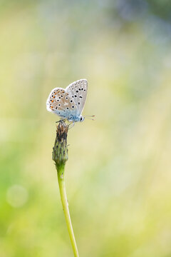 Polyommatus icarus, common blue butterfly in the nature. Shallow depth of field with blur background