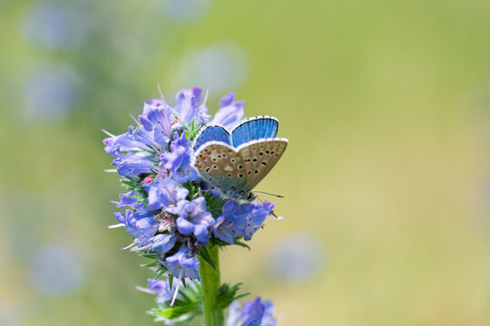 Polyommatus icarus blue butterfly on a blue flower of viper's bugloss or blueweed