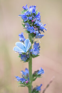 Polyommatus icarus blue butterfly on a blue flower of viper's bugloss or blueweed