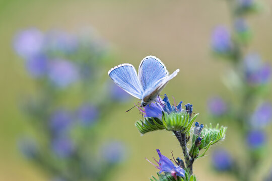 Polyommatus icarus blue butterfly on a blue flower of viper's bugloss or blueweed