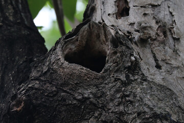 Fototapeta premium Close Up Shot of a Natural Hollow Nesting Hole in a Large Tree Trunk