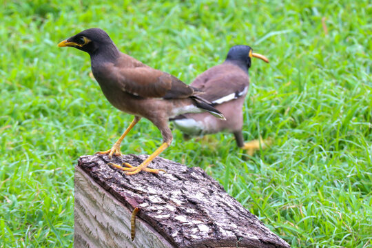 Common Myna Bird Perched on a Tree Log with Another Myna on a Green Grass Field
