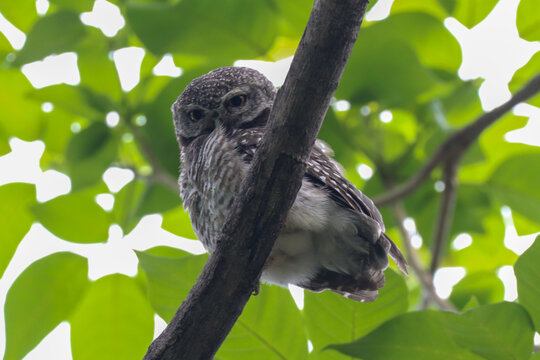 Low Angle Shot of a Spotted Owlet Perched on a Tree Branch with Lush Green Leaves