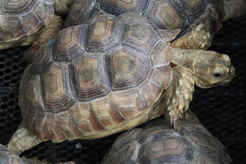 Obraz premium Close-up of a Young Tortoise with a Patterned Shell on a Mesh Surface