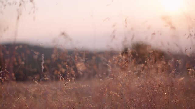 Sunlit dry grass field at sunset