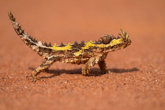 thorny devil lizard standing on red sand, side close-up, western australia