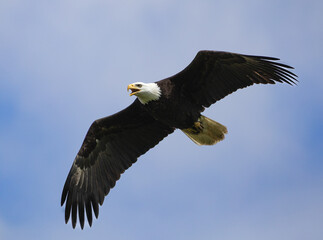 Obraz premium A bald eagle 