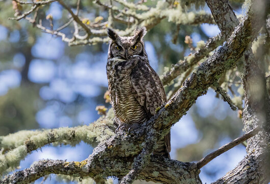 A great horned owl " Bubo virginianus " pearches in a tree as it watches for prey.