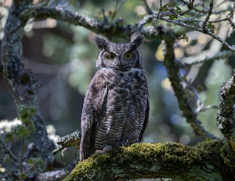 A great horned owl " Bubo virginianus " pearches in a tree as it watches for prey.