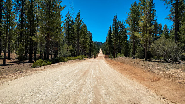 A wide dirt road stretches through a forest of tall green pine trees under a bright blue sky creating a peaceful and natural outdoor scene with earthy colors