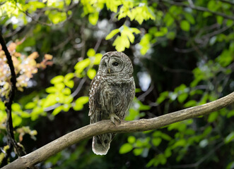 Fototapeta premium A barred owl 