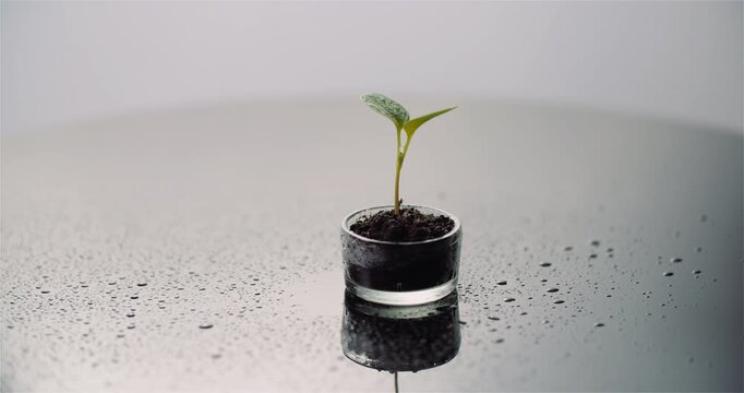 Young green seedling growing in a small pot on a reflective surface