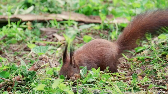 A fast moving red squirrel dashes across a patch of green grass, captured with slight motion blur