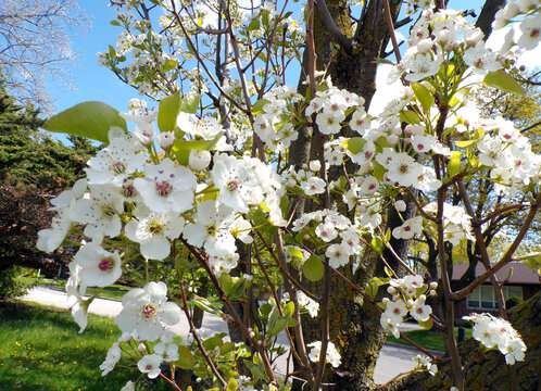 Blooming white cherry flowers on branch