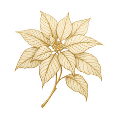 Obraz premium PNG Elegant golden poinsettia illustration