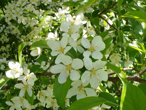 Blooming white cherry flowers on branch