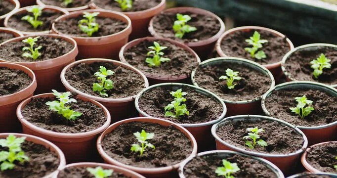 Rows of Young Seedlings in Clay Pots