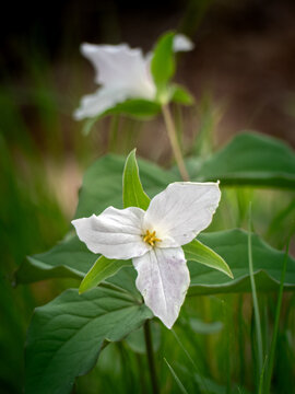 Trillium blooms