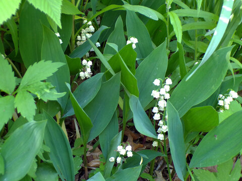 Blooming lily of the valley