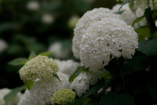  Tokyo,Japan - June 7, 2026: Closeup of Annabelle or white hydrangea flower